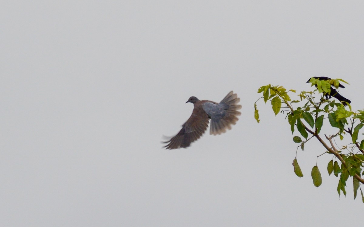 Pale-vented Pigeon - ML384226241