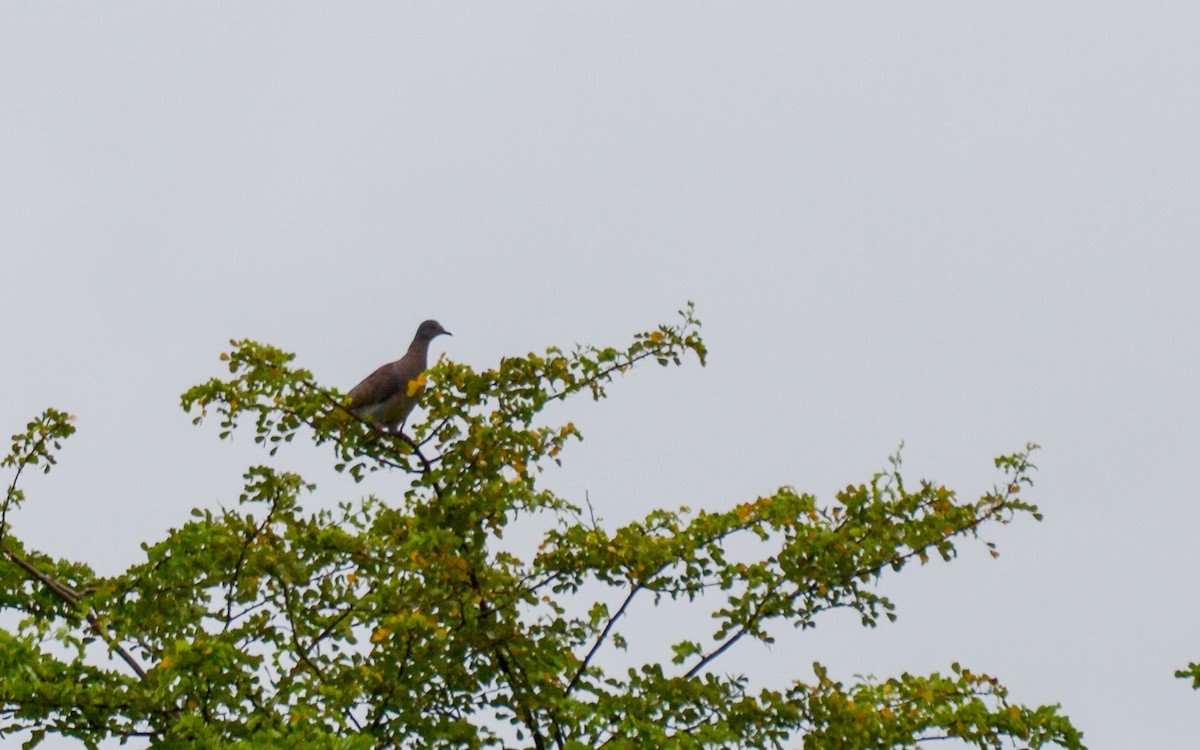 Pale-vented Pigeon - ML384226261