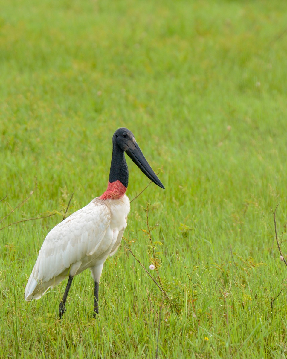 Jabiru - Luis Trinchan