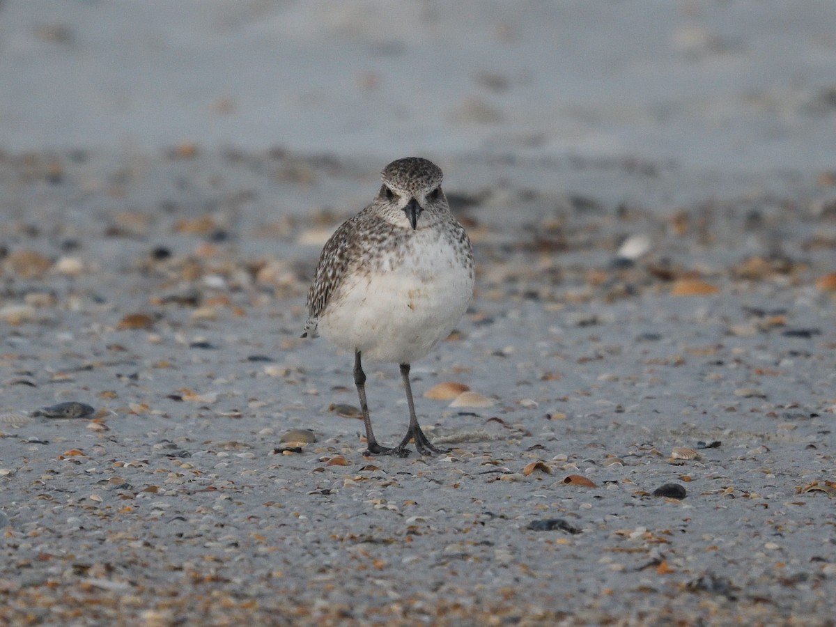 Black-bellied Plover - Shane Carroll