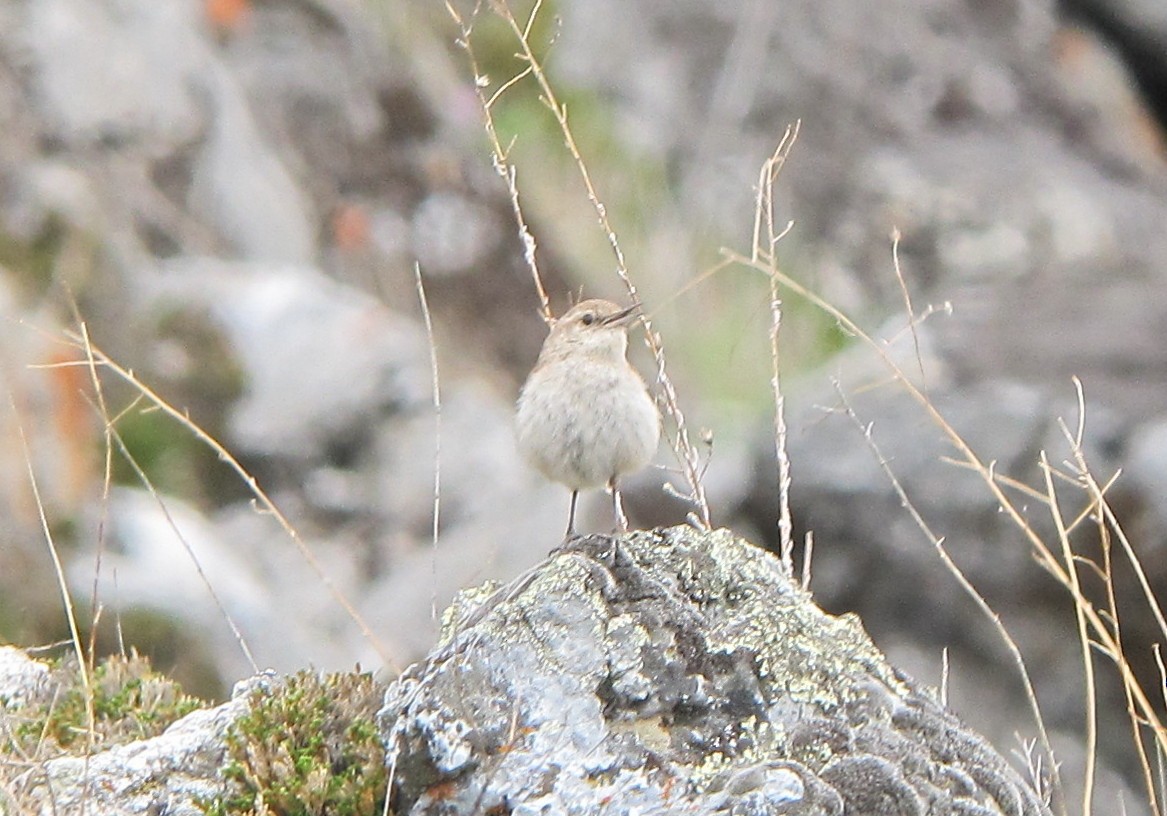 Rock Wren - Paul Fenwick