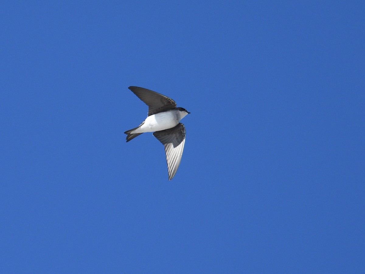 Golondrina Bicolor - ML384229241