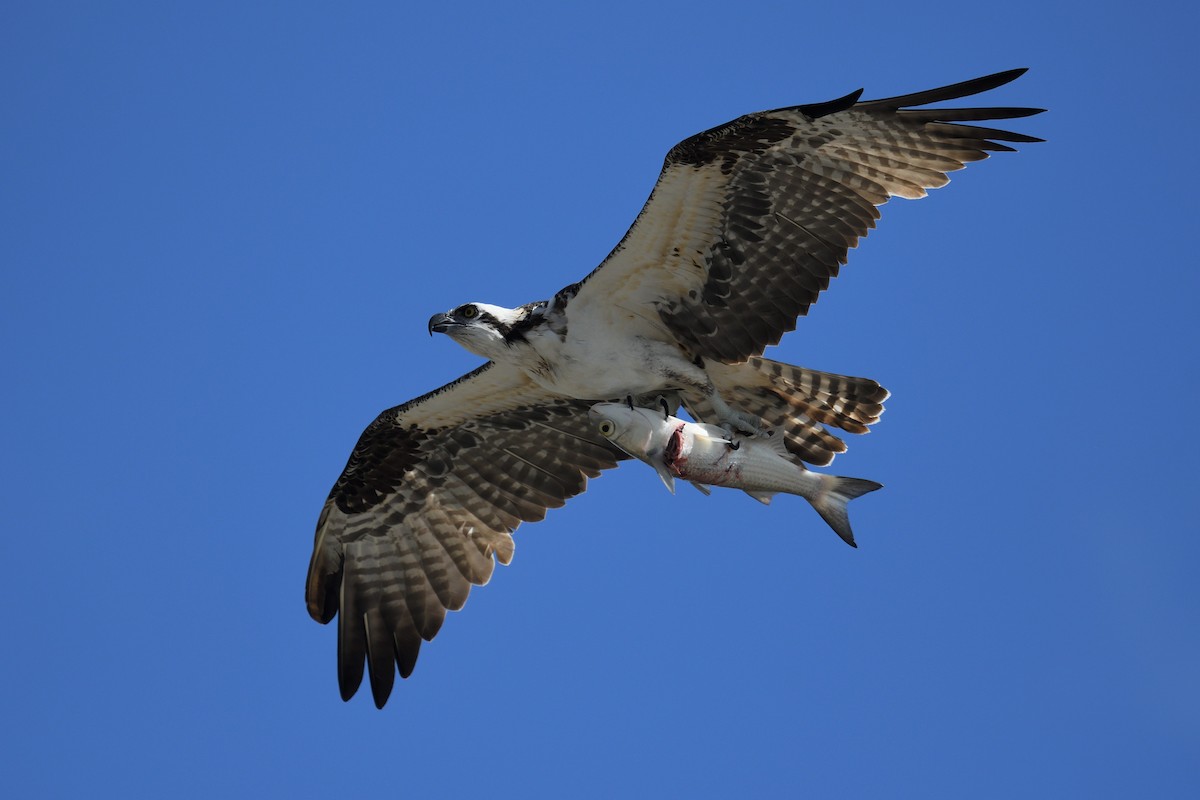 Osprey - Shane Carroll