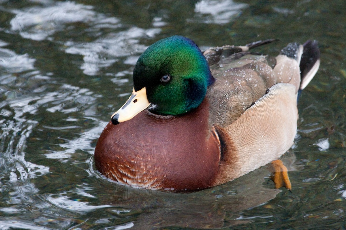 Wood Duck x Mallard (hybrid) - Craig Tumer