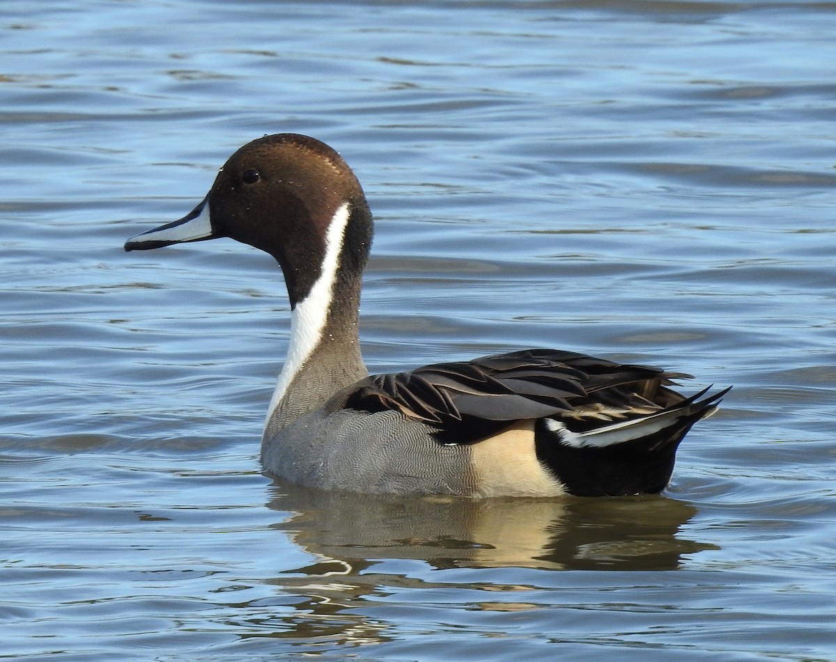 Northern Pintail - Anonymous