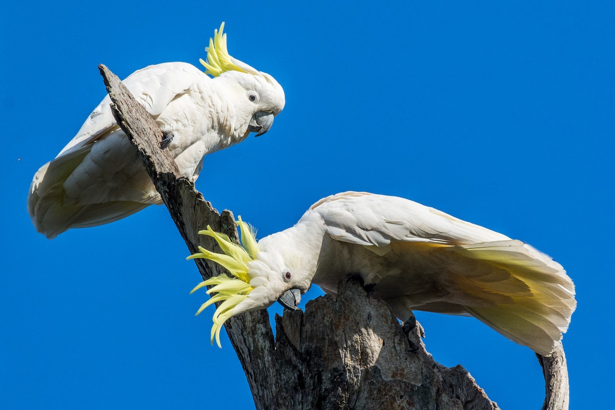 Sulphur-crested Cockatoo - ML38423181