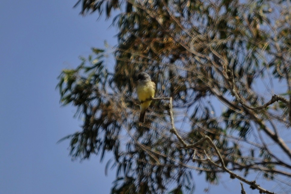 Cassin's Kingbird - ML38423191