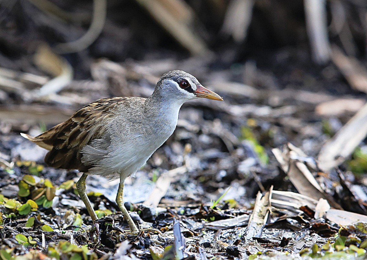White-browed Crake - ML38423231