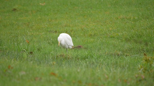 ニシアマサギ - ML384233141
