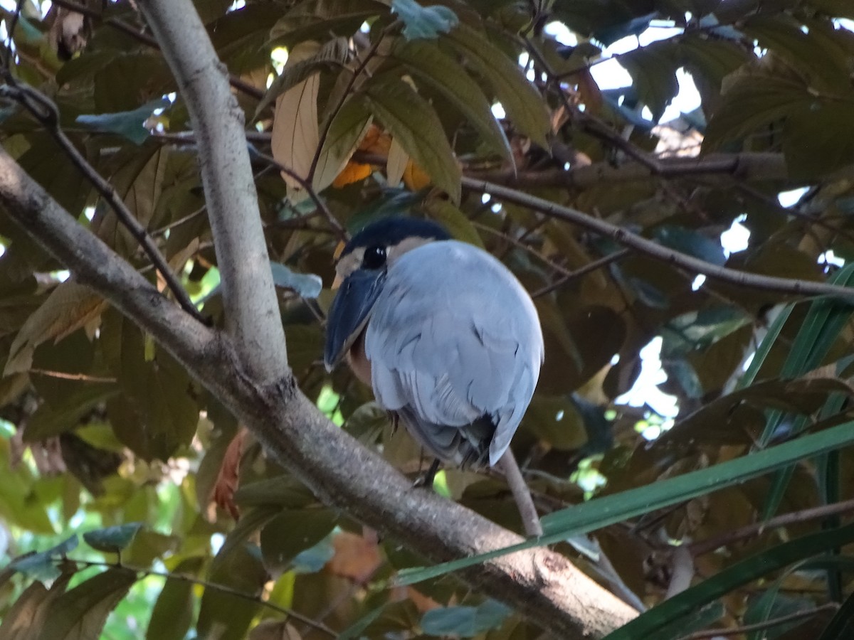 Boat-billed Heron - ML384233381