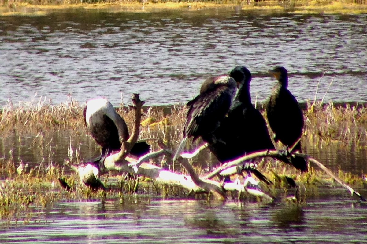 Double-crested Cormorant - John Doty