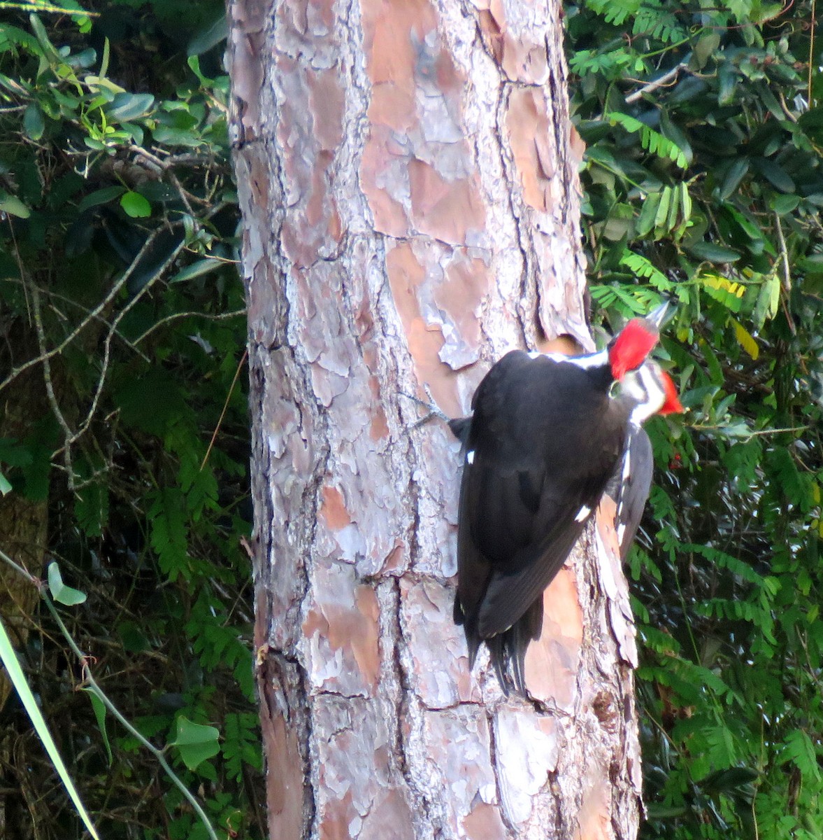Pileated Woodpecker - ML384235141
