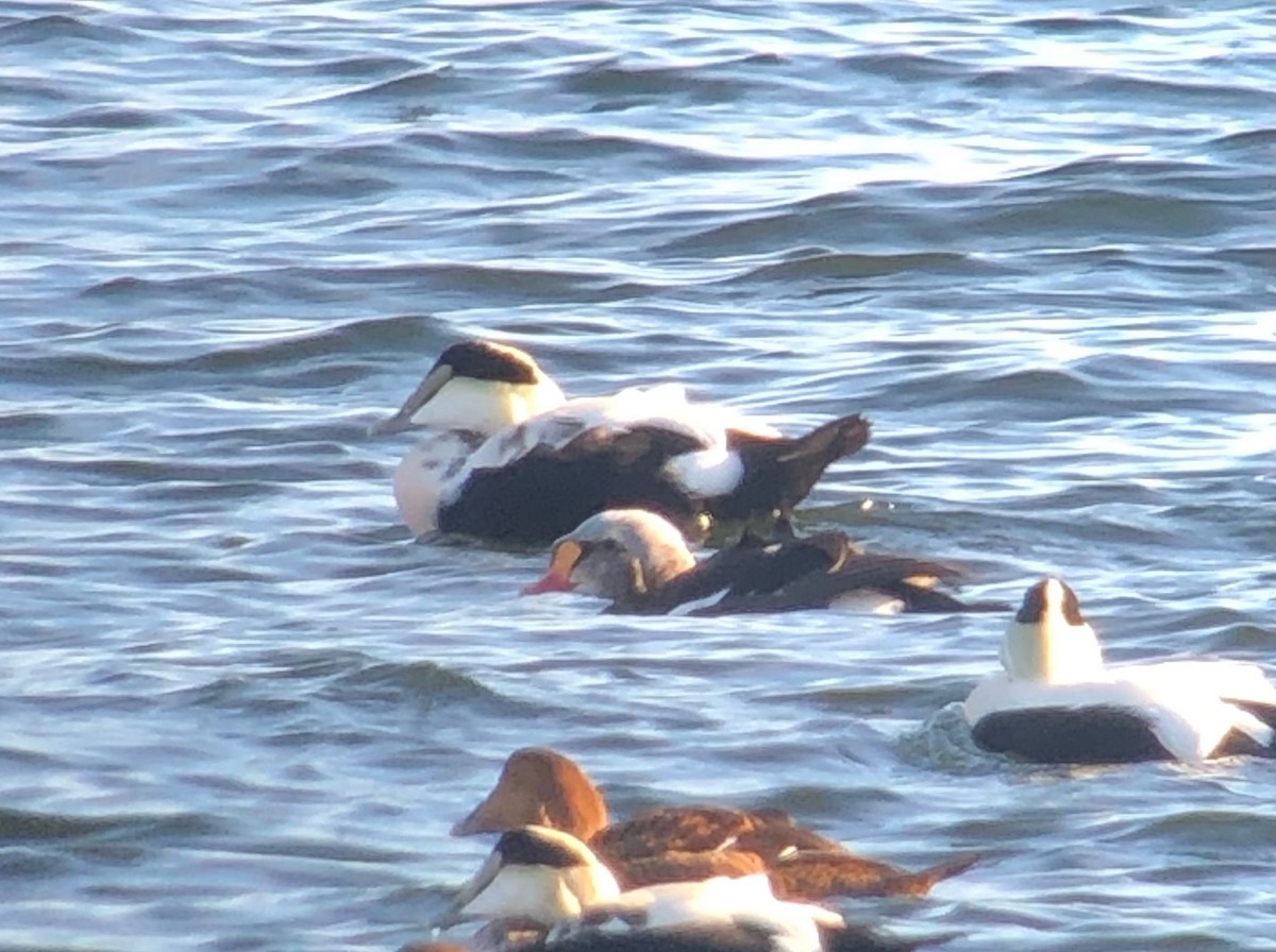 King Eider - ML384236871