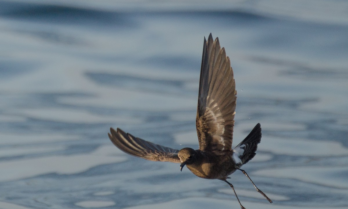 Wilson's Storm-Petrel - Pablo Gutiérrez Maier