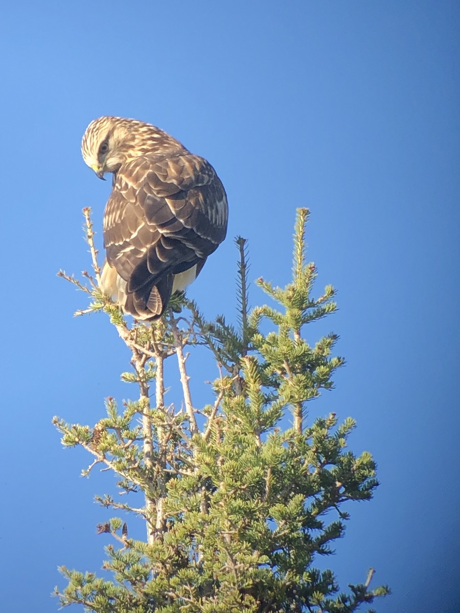 Rough-legged Hawk - ML384237791