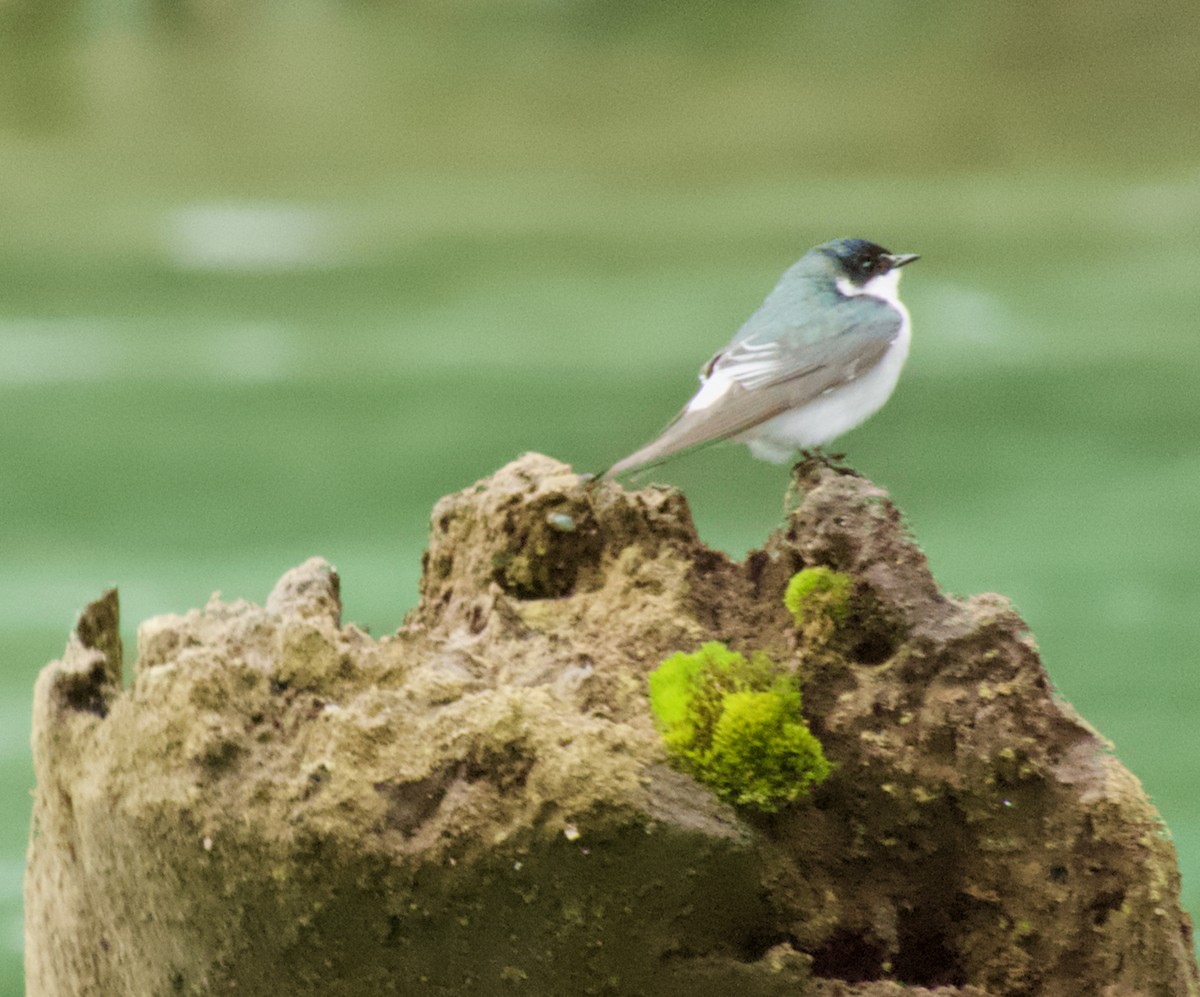 Golondrina de Manglar - ML384238541