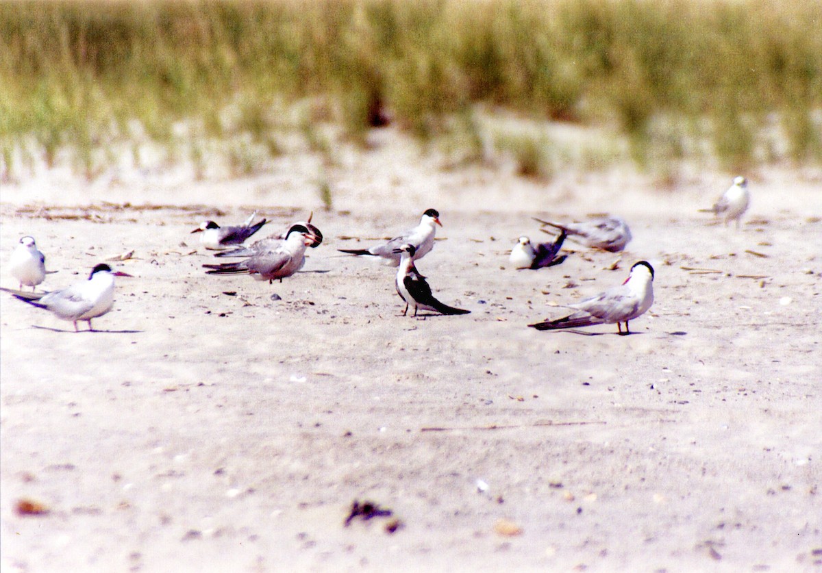 Black Tern - ML384239381