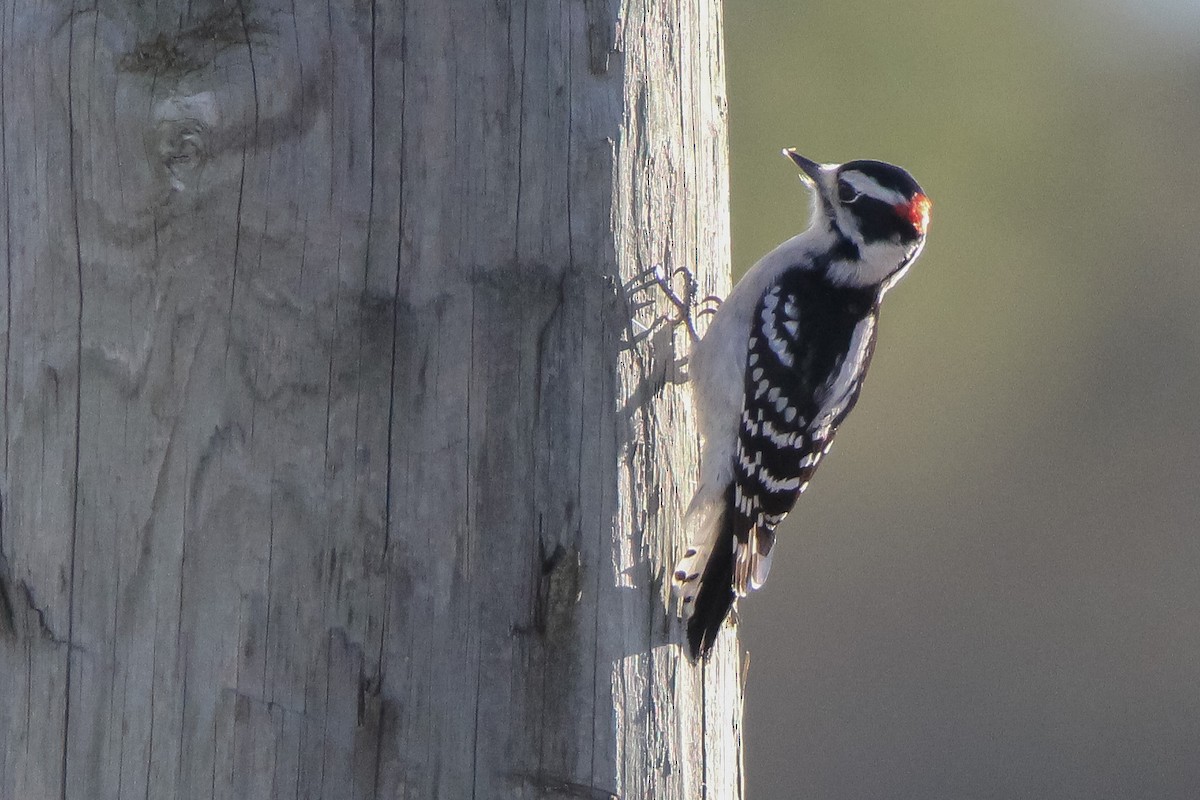 Downy Woodpecker - ML384239761