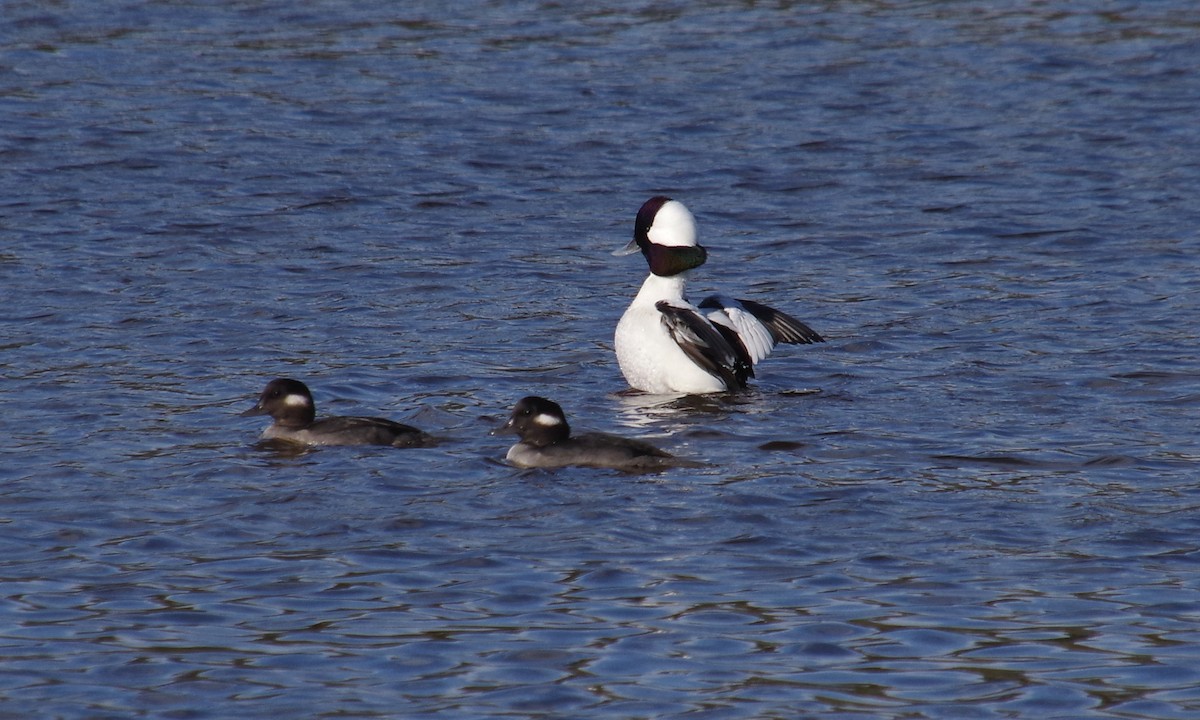 Bufflehead - J D