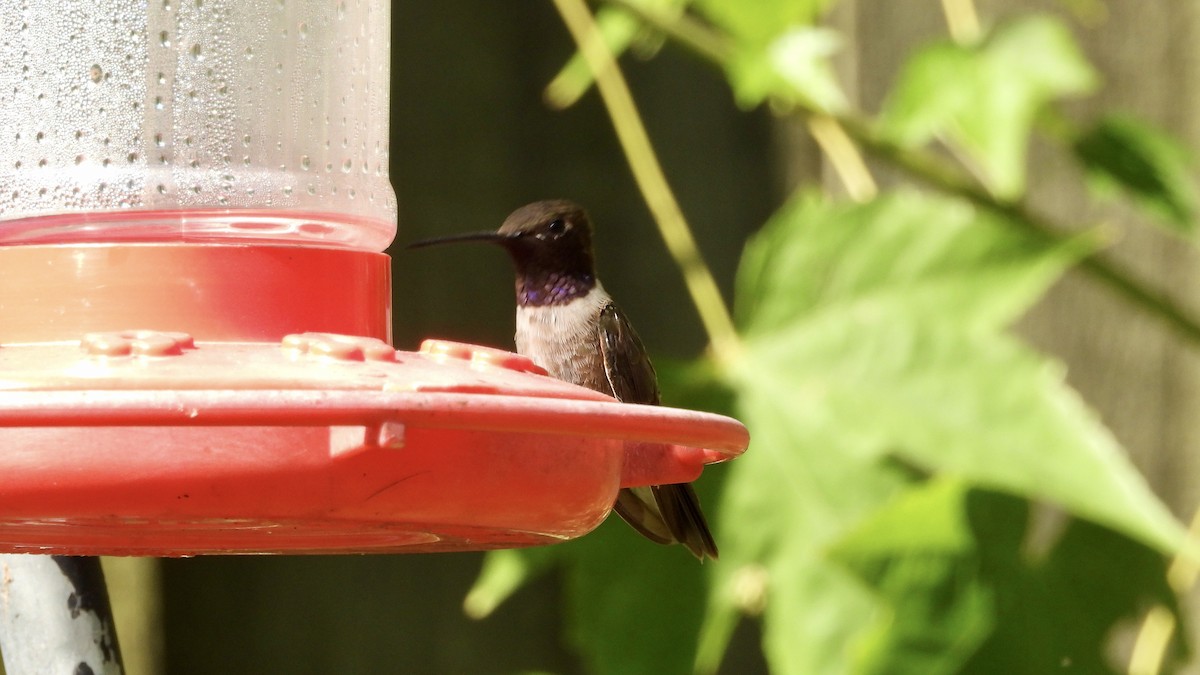 Black-chinned Hummingbird - Charlotte Chehotsky