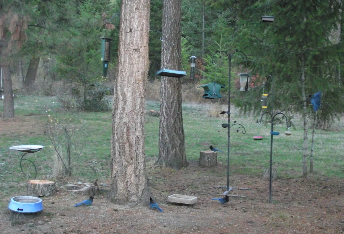 Steller's Jay - ML384242601
