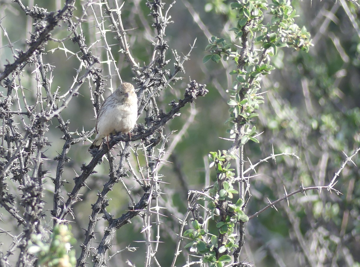 Mourning Sierra Finch - ML384243371