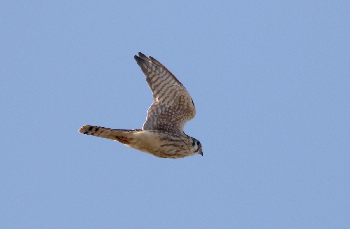 American Kestrel - ML384243611