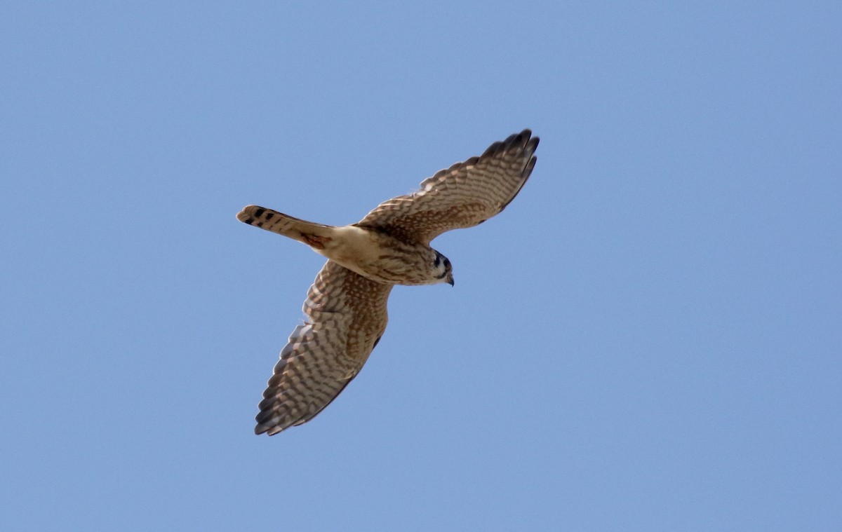 American Kestrel - ML384243621