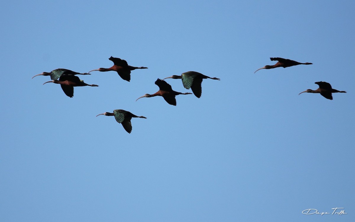 White-faced Ibis - ML384243651