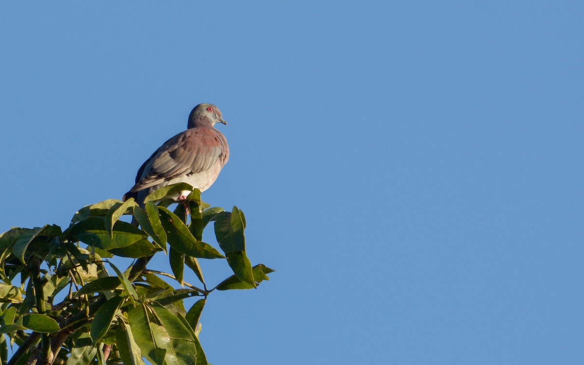 Pale-vented Pigeon - ML384244691