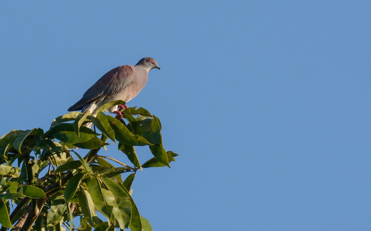 Pale-vented Pigeon - ML384244721