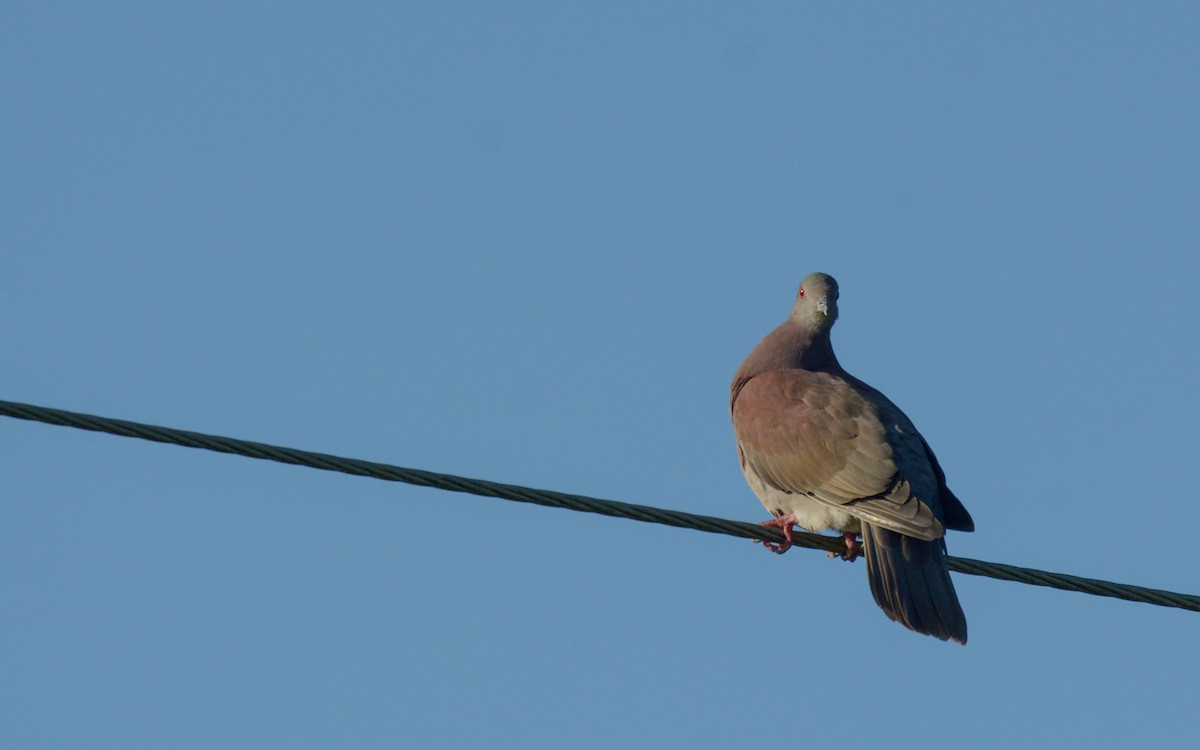 Pale-vented Pigeon - ML384244761