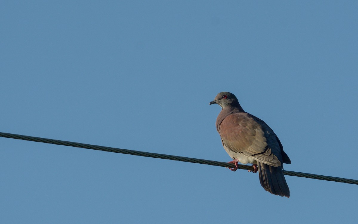 Pale-vented Pigeon - ML384244781