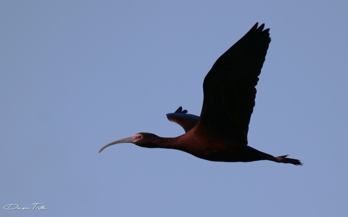 ibis americký - ML384244951