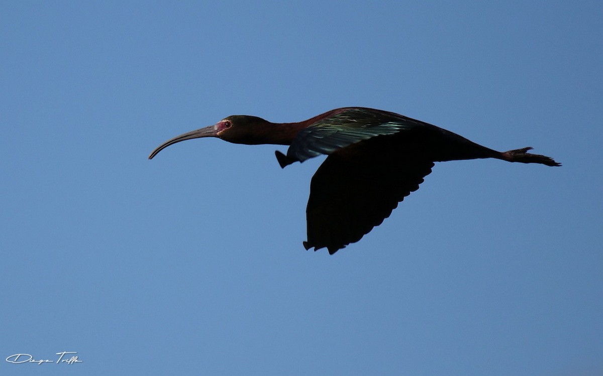 ibis americký - ML384244961