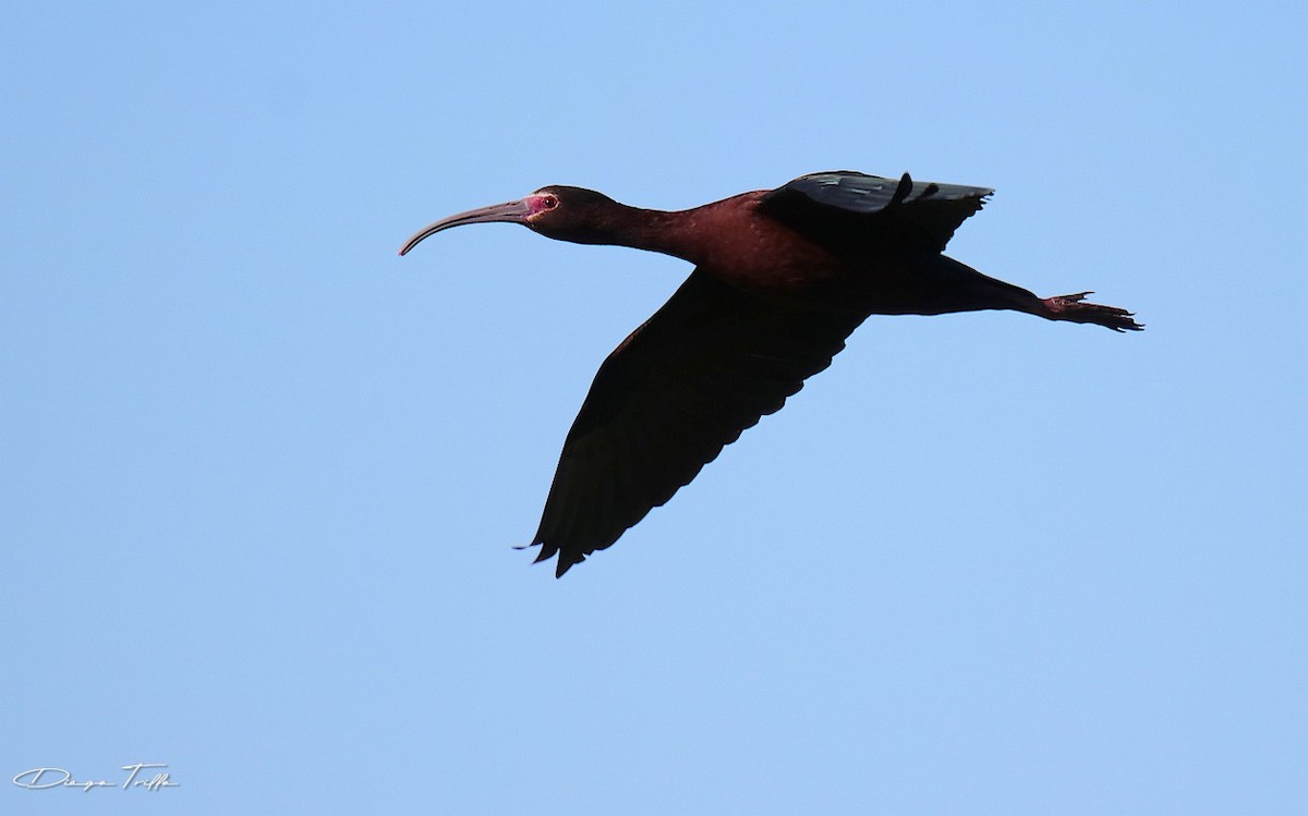 ibis americký - ML384244971