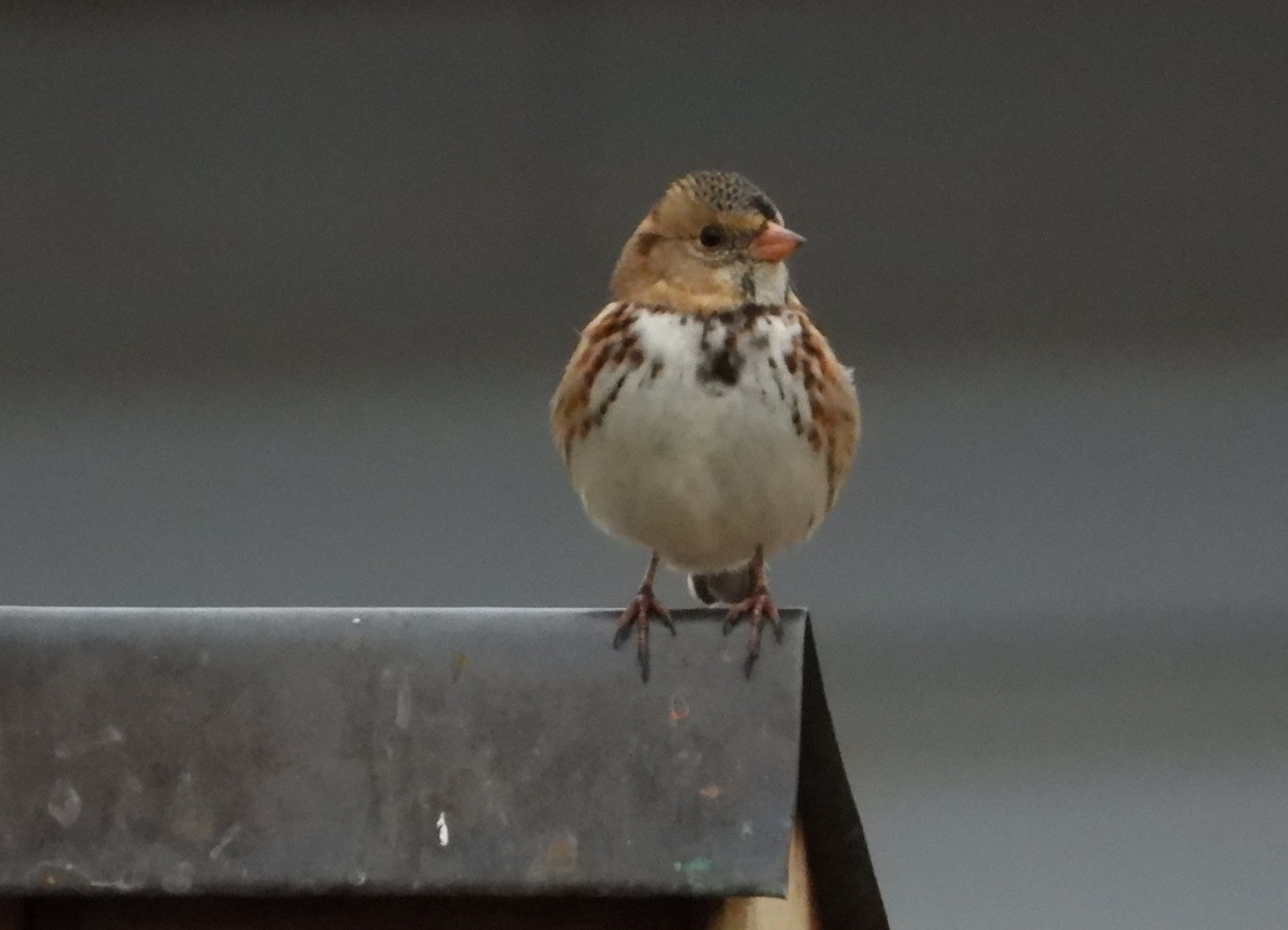 Harris's Sparrow - Fawn Simonds