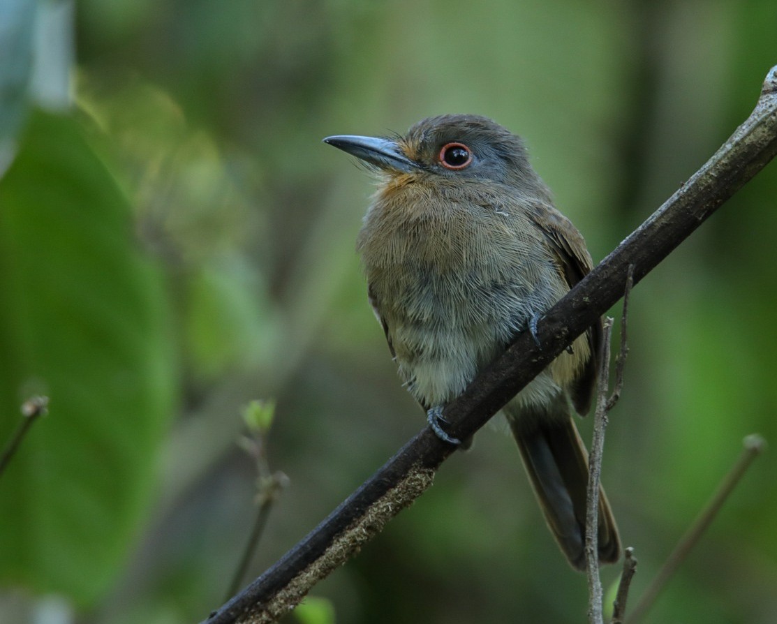 Gelbkinn-Faulvogel - ML384248001