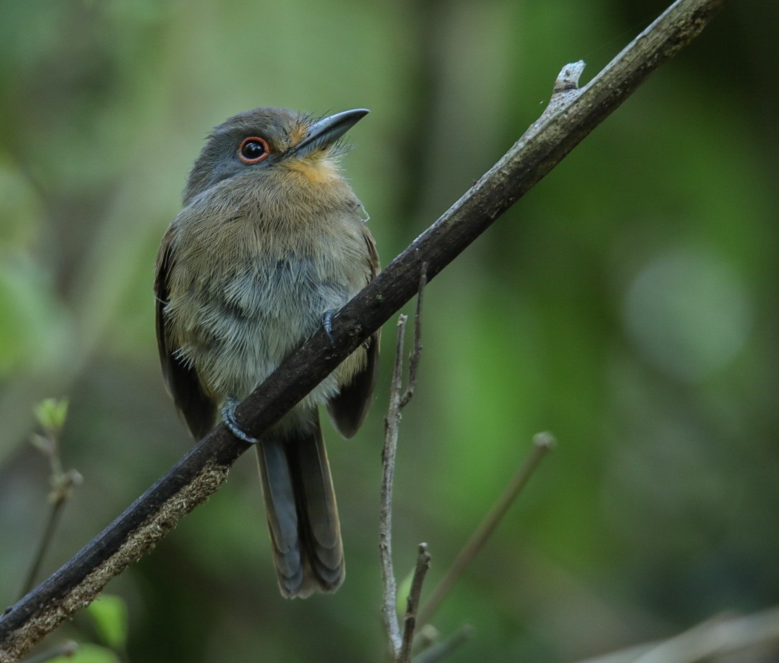 Gelbkinn-Faulvogel - ML384248011