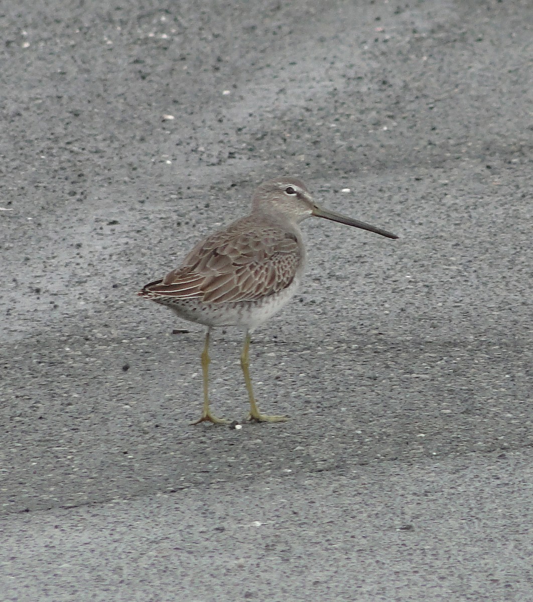 Long-billed Dowitcher - ML384248591