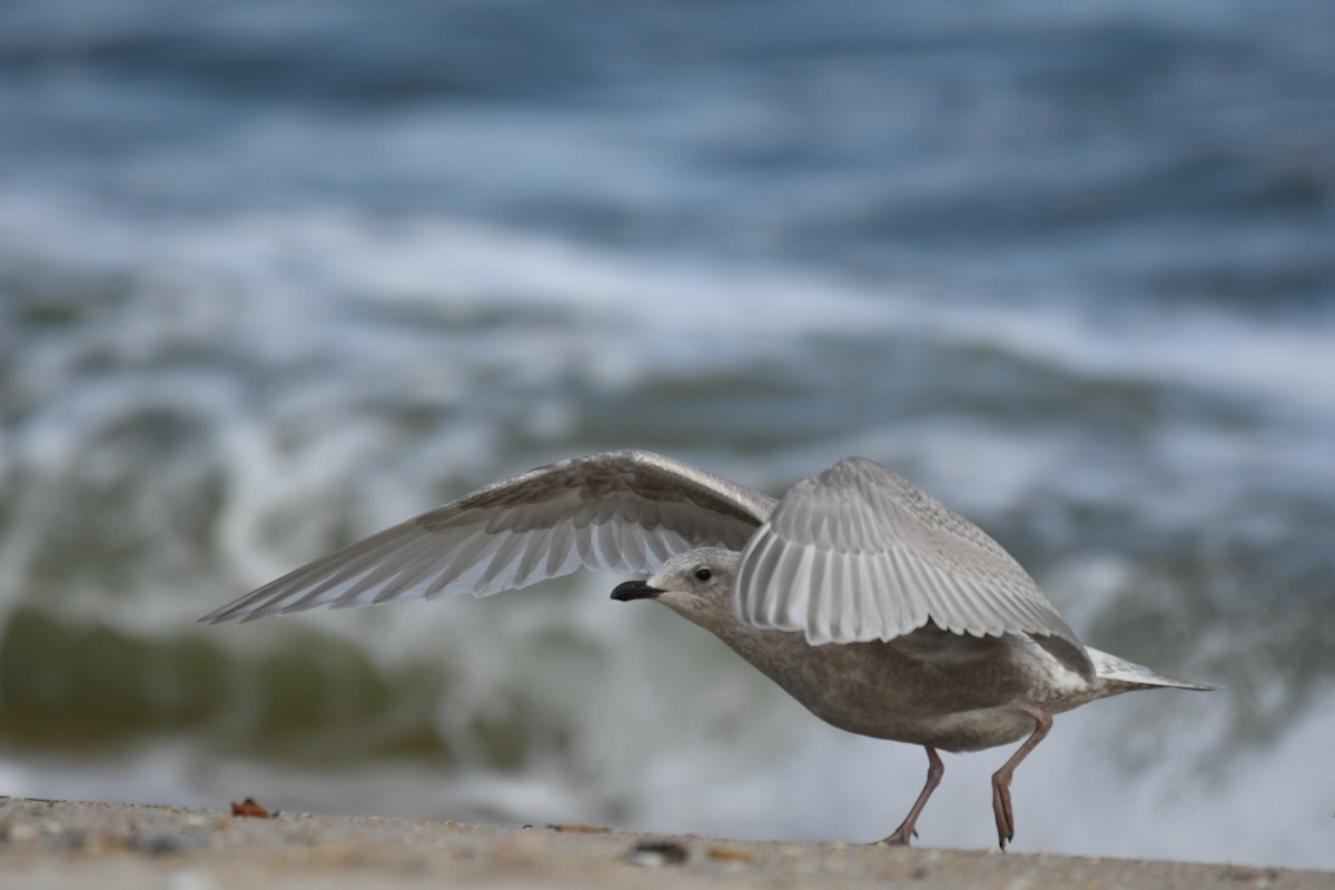 Iceland Gull - ML384249621