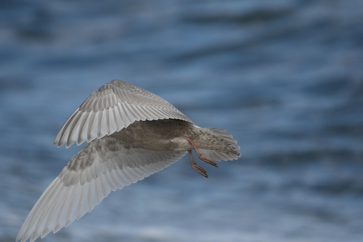 Iceland Gull - ML384249661