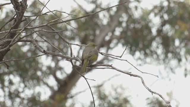 Yellow-plumed Honeyeater - ML384249711