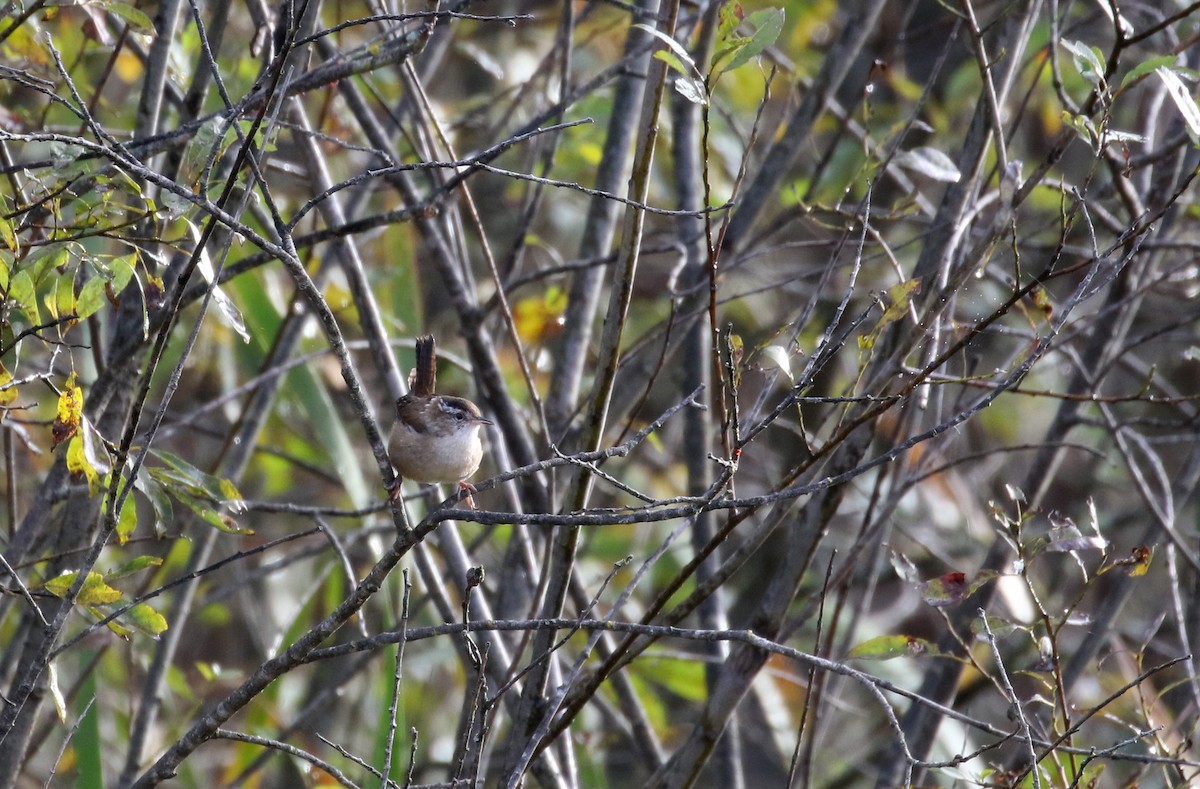 Marsh Wren (palustris Group) - ML384249801