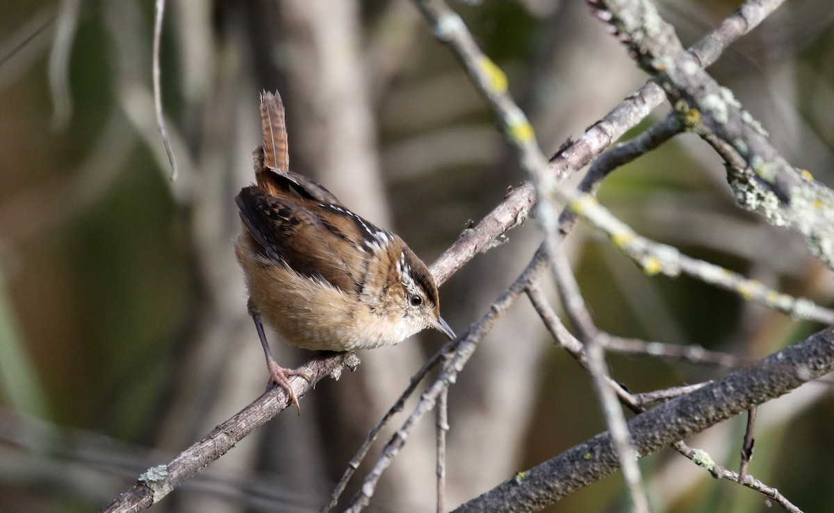 Marsh Wren (palustris Group) - ML384249921