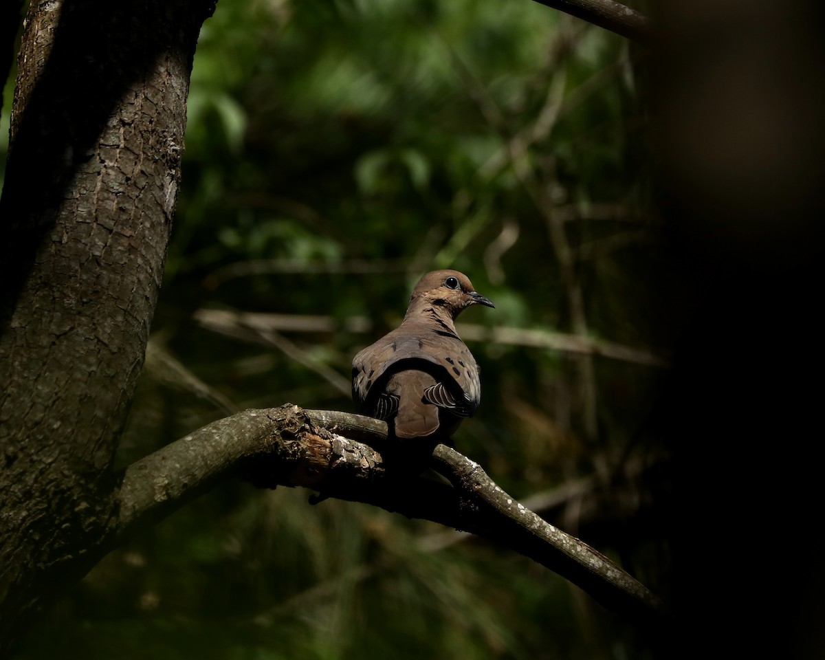 Eared Dove - Ricardo Battistino