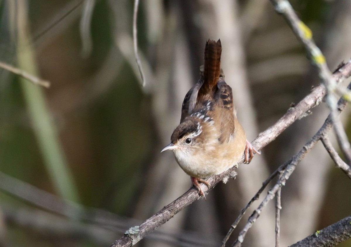 Marsh Wren (palustris Group) - ML384249991