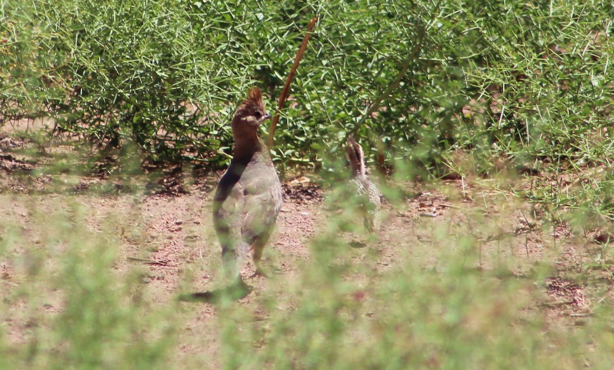 Scaled Quail - Tommy DeBardeleben