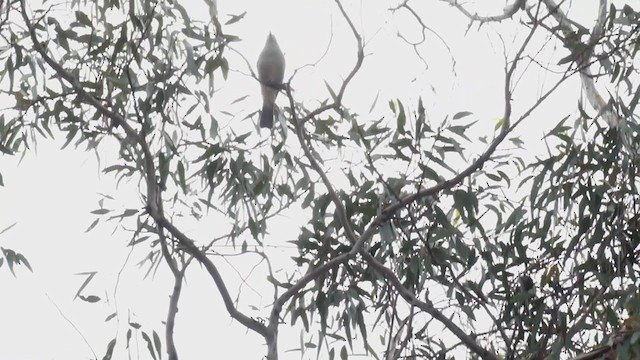 Gray Shrikethrush - ML384253301