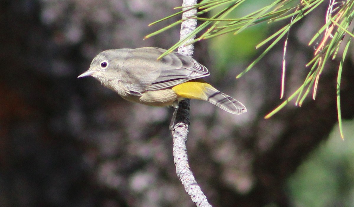 Virginia's Warbler - ML384255281